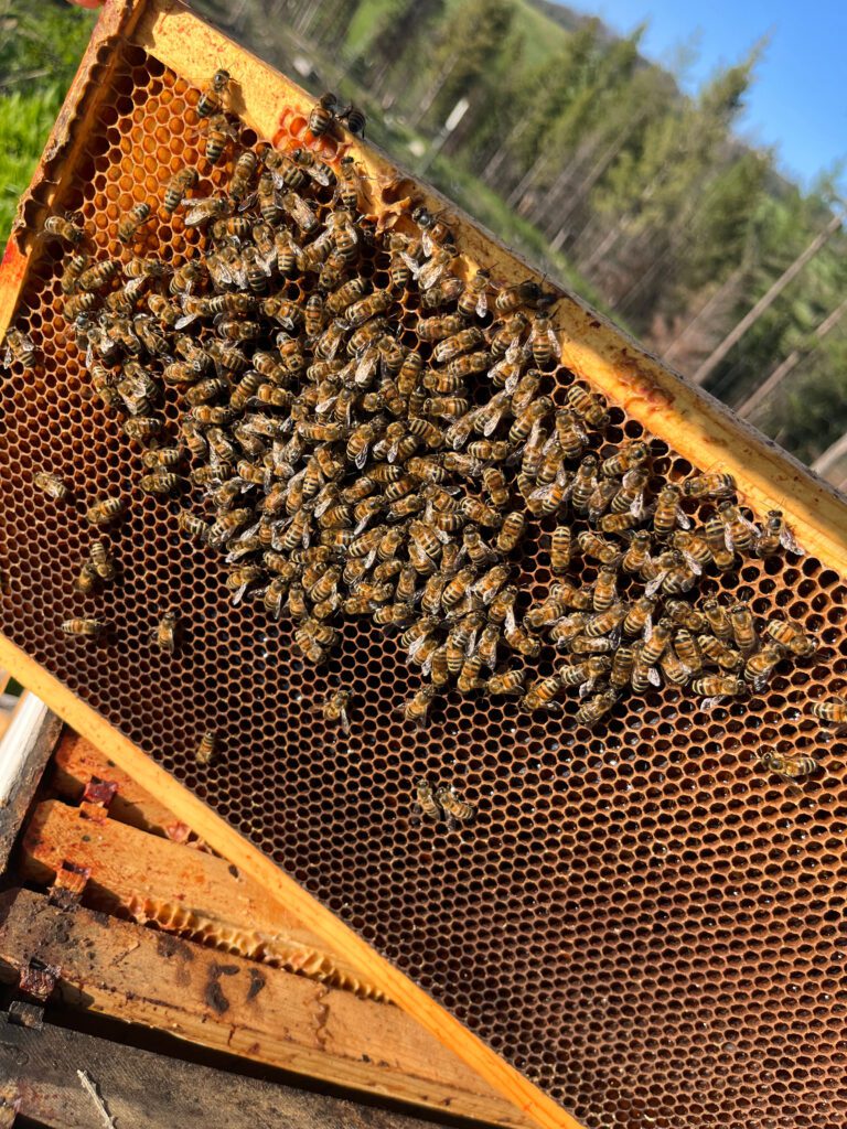 honeybees on a broodframe