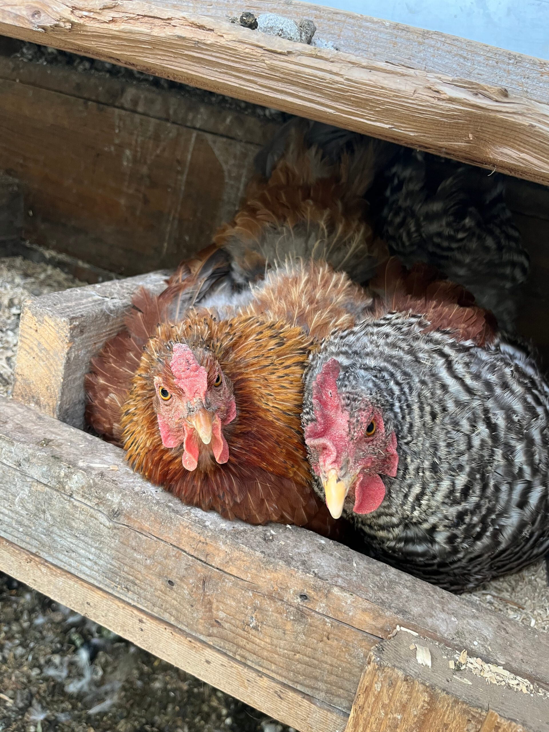 chickens sitting on eggs in a nest box together