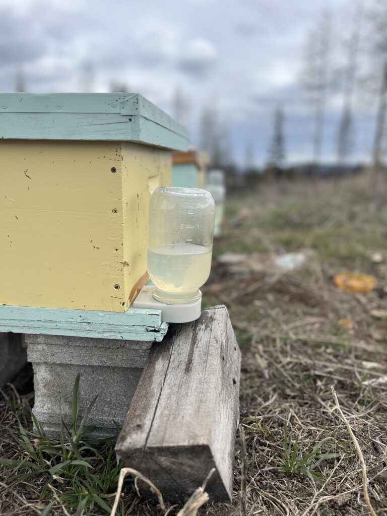 honey bee entrance feeder filled with sugar syrup