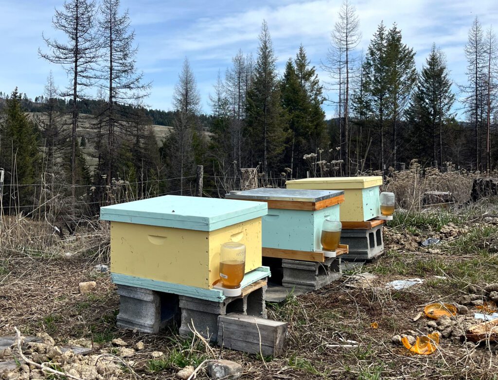 beehives placed next to each other in vegetation