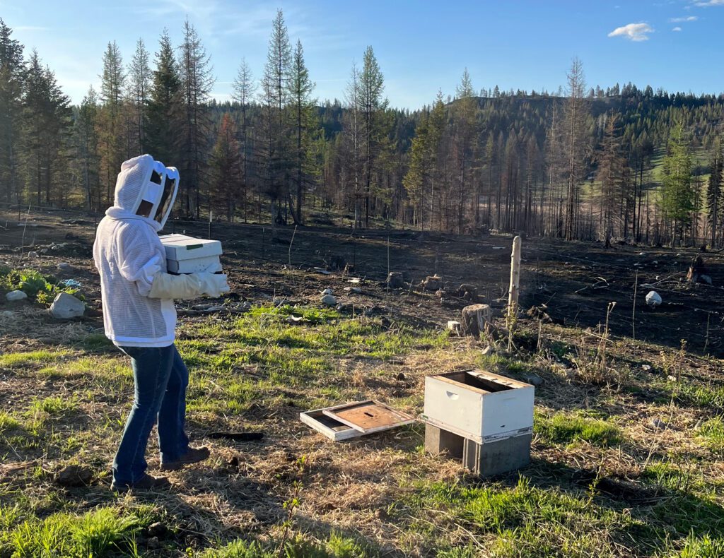 woman carrying a nuc of bees to the hive it will be installed in.