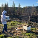 woman in bee suit carrying a nuc of bees