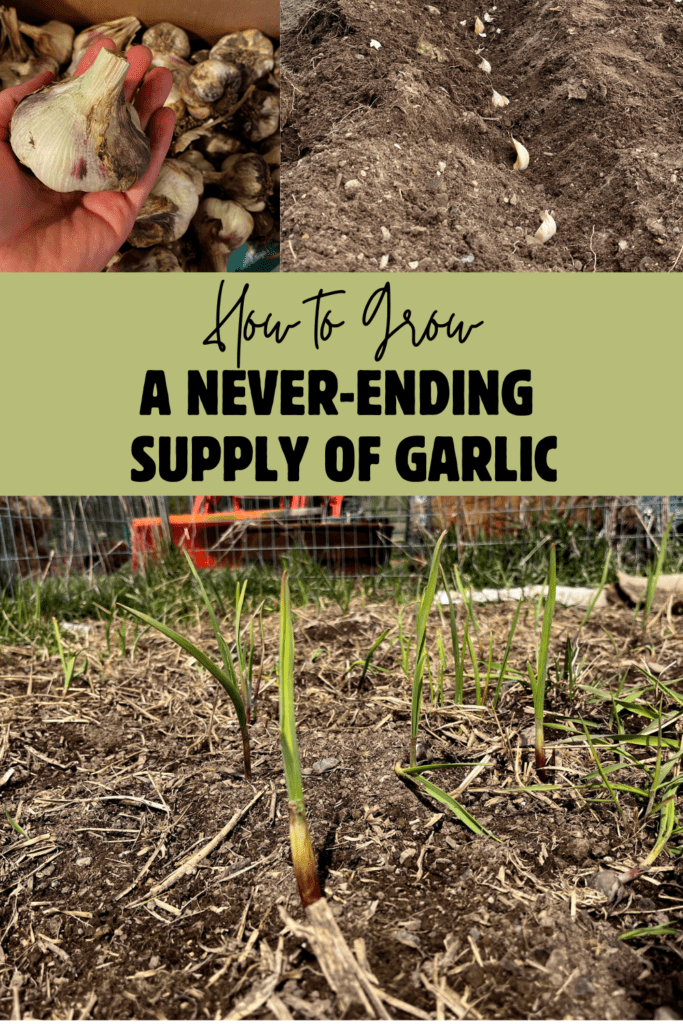 grow a never ending supply of garlic pinterest pin