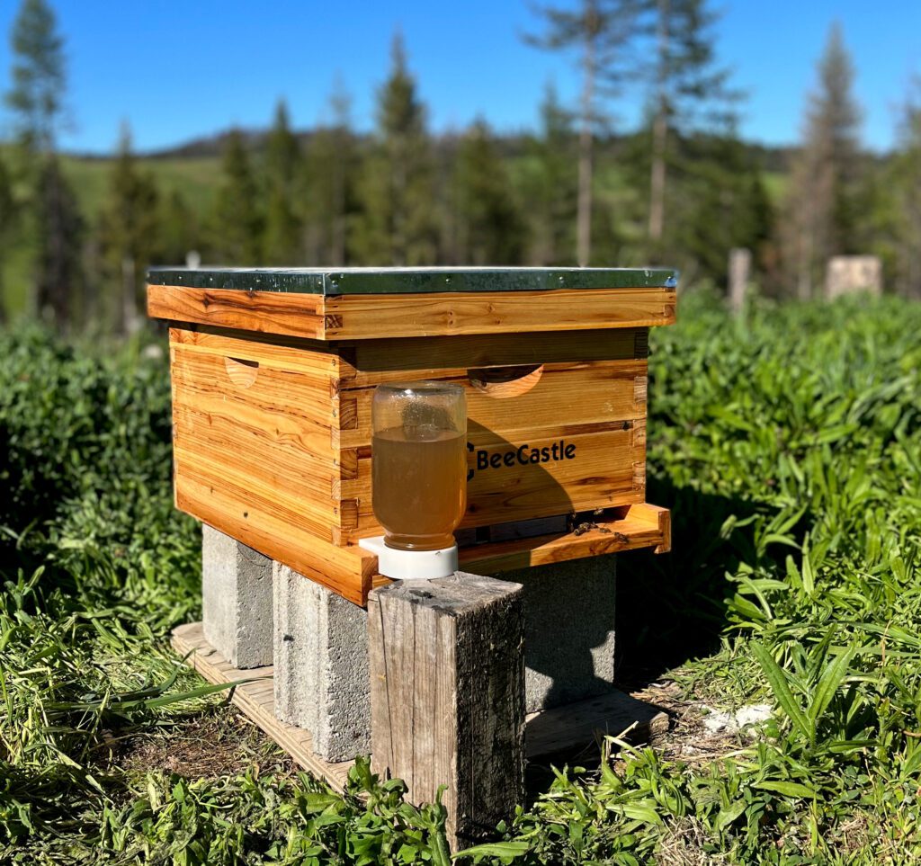 bee feeder full of syrup on front of hive