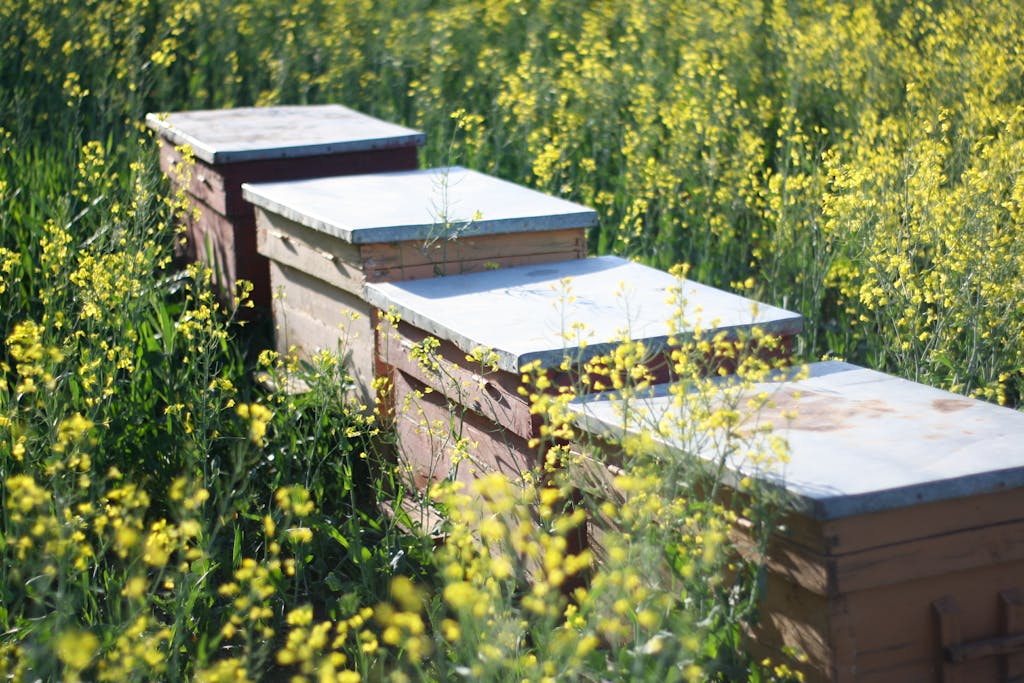 Beehives Standing among Flowers