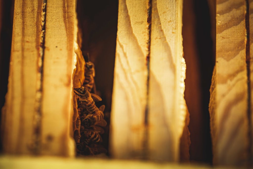 Close Up Photo of Bees on Beehives