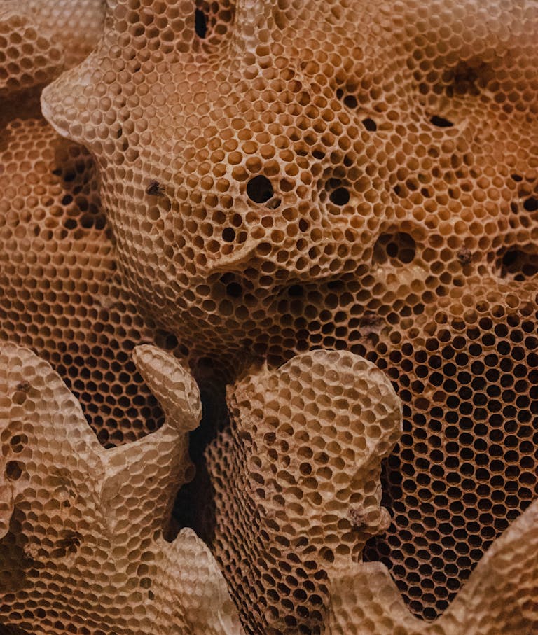 Close-up Shot of a Beehive