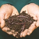 Earthworms on a Persons Hand