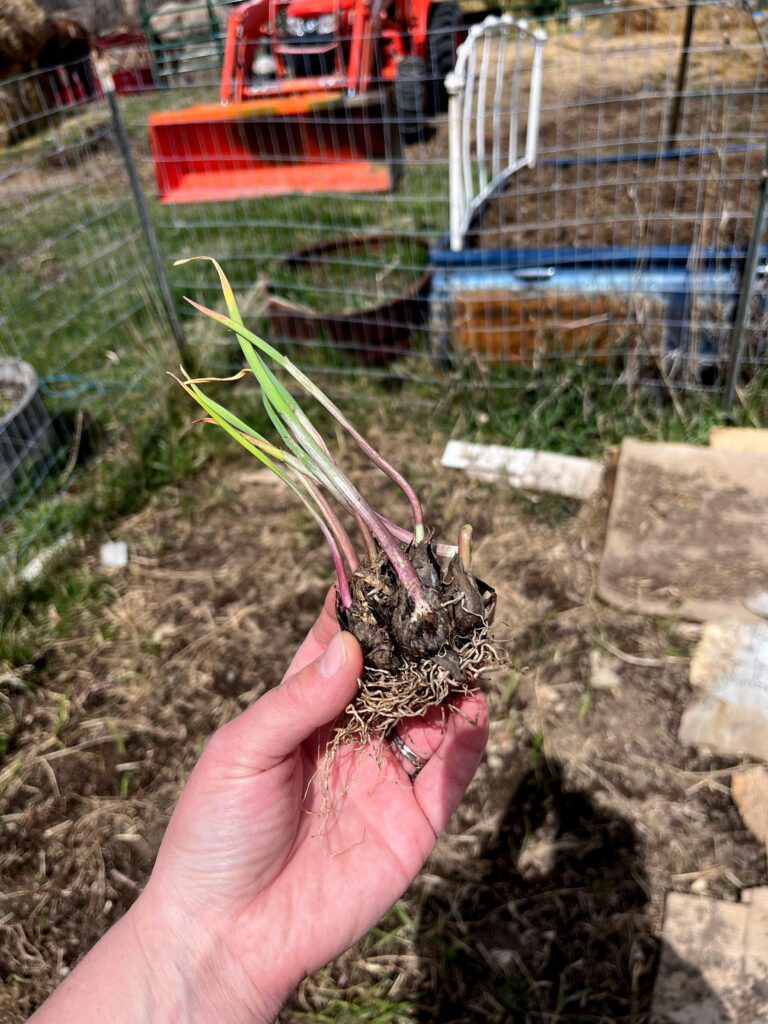 hand holding sprouting garlic bulb in garden