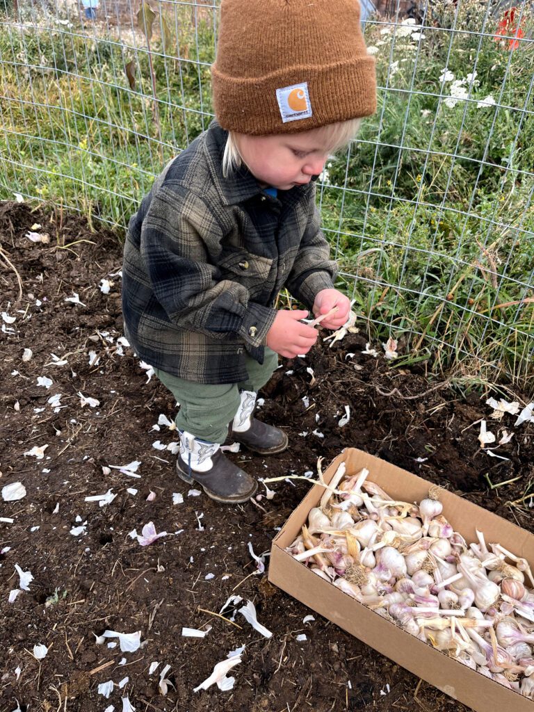 child picking apart garlic cloves for planting in the garden