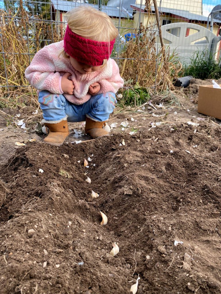 child planting garlic in the garden