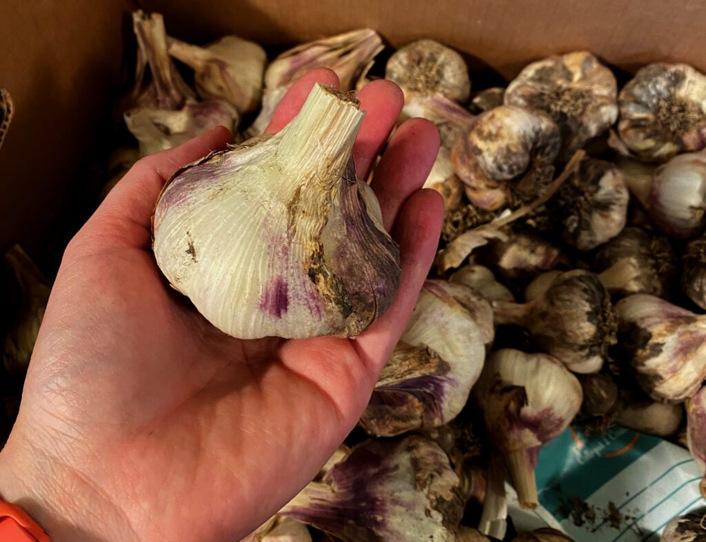 hand with a garlic bulb over a box full of garlic bulbs