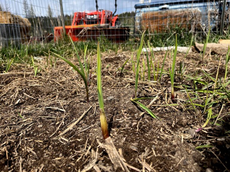 garlic sprouting out of the ground in a garden