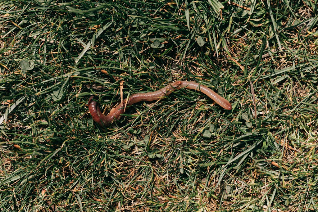 Red earthworm crawling on grassy soil