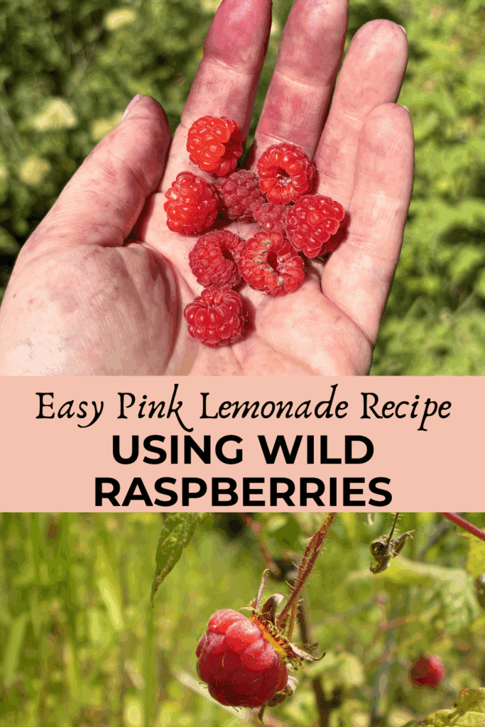 handful of freshy picked wild raspberries pinterest pin