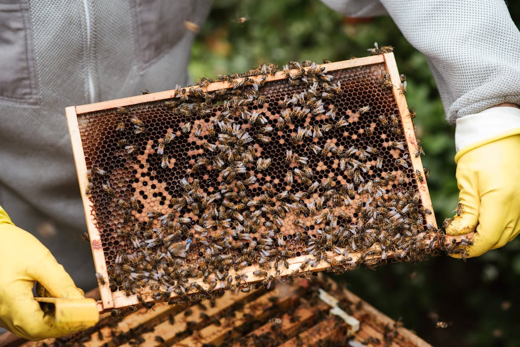 Beekeeper and honeycomb buzzing with bees, showcasing honey production process and safety gear.