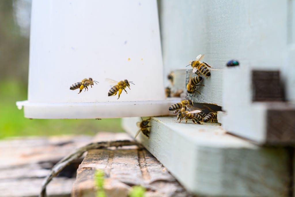 Close-up of honey bees entering a beehive outdoors in spring, showcasing apiary activity.