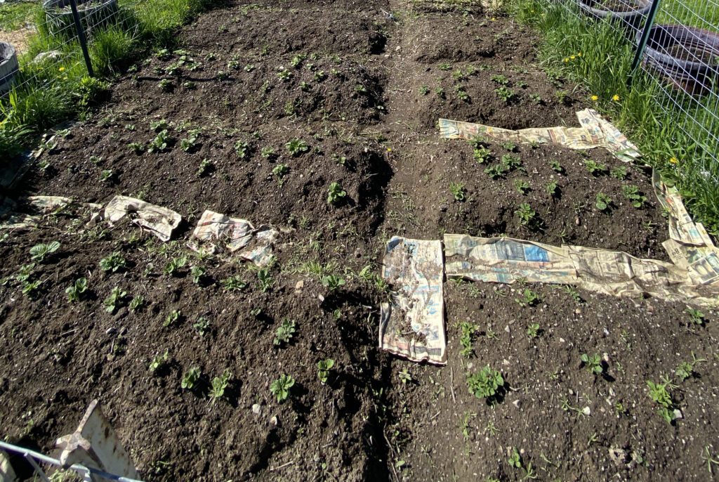 potatoes growing in rows in a garden