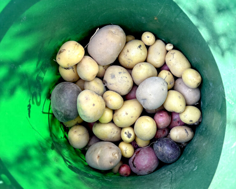 Colorful potatoes in a five gallon bucket