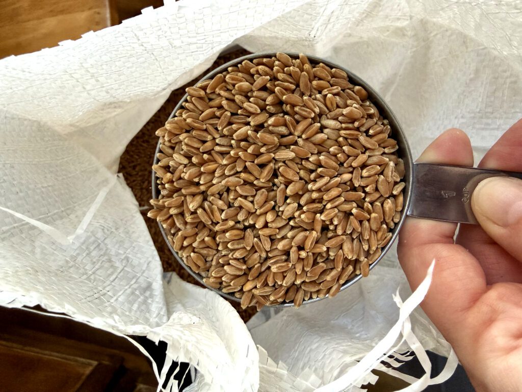 wheat berries in a measuring cup