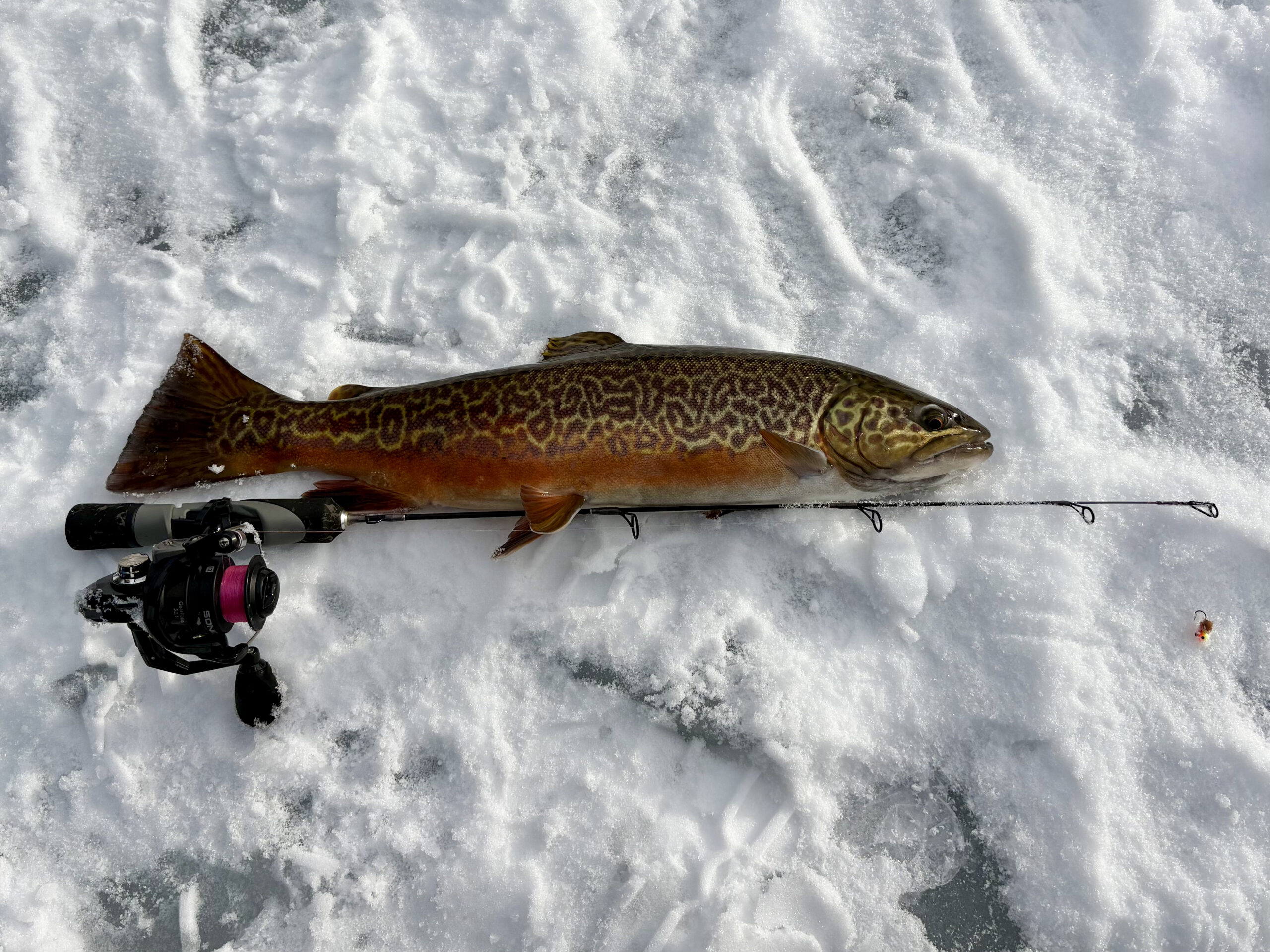 Tiger trout laying next to an ice fishing pole
