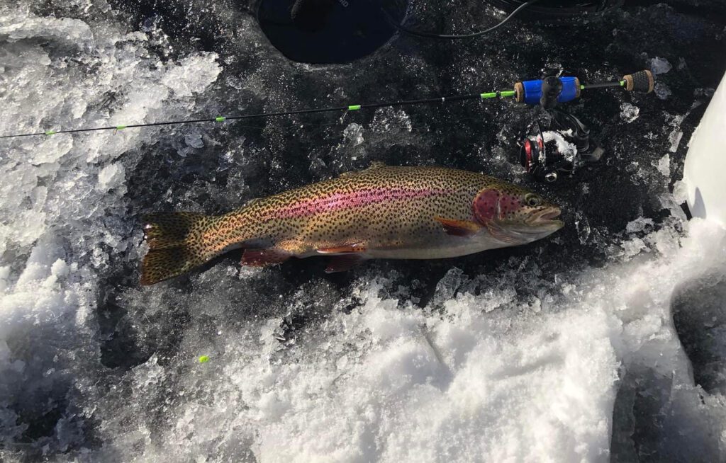 rainbow trout next to an ice fishing pole on the ice