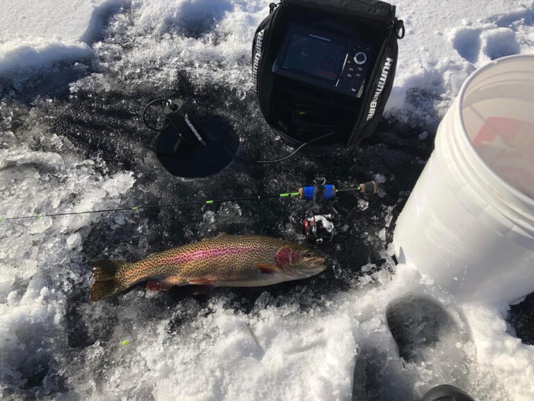 rainbow trout laying on the ice